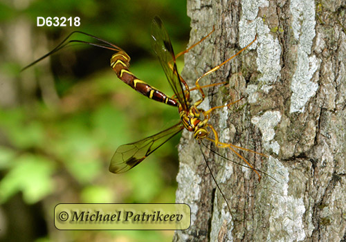 Long-tailed Giant Ichneumon (Megarhyssa macrurus)